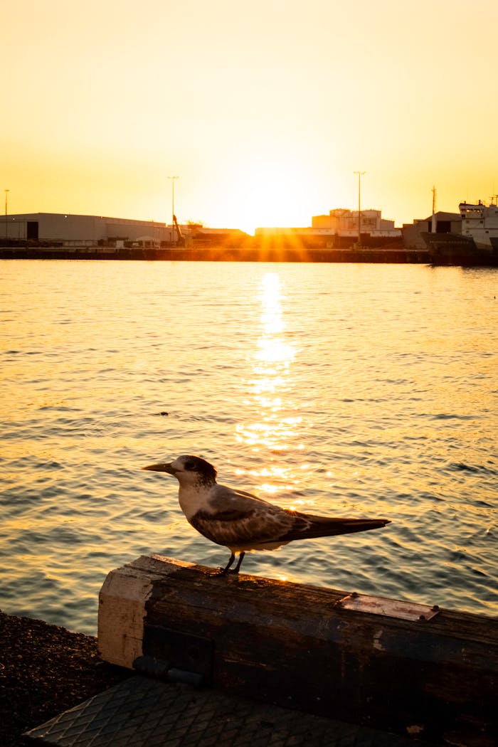 A peaceful seagull perches by Fremantle Harbor with the sun setting in the background.